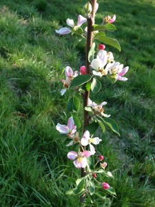 Red Delicious apple blossom