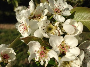 Pear Blossoms