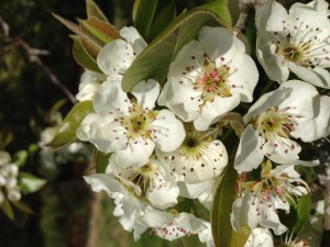 Pear Blossoms